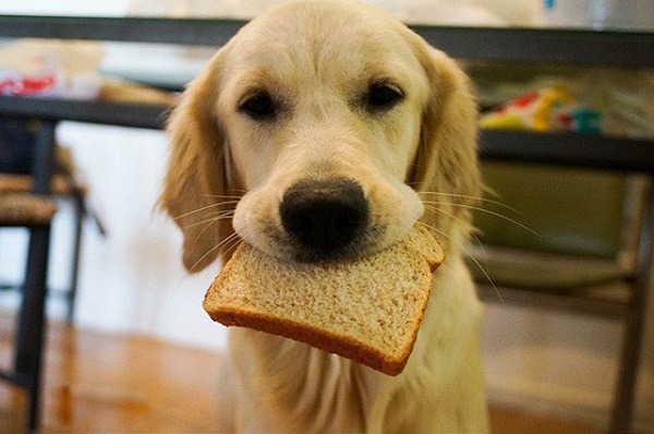 Chỉ nên cho chó ăn những mẫu bánh mì rất nhỏ
