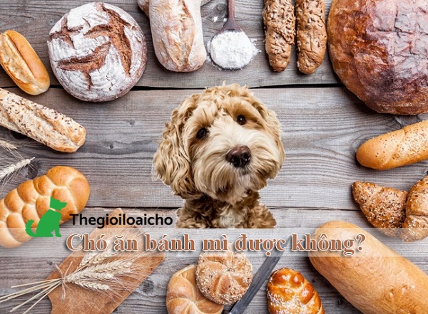 Chó ăn bánh mì được không?