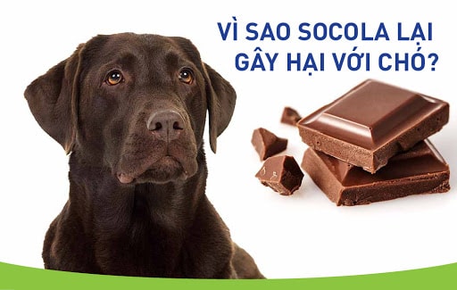 Chó ăn Socola được không? Phải làm gì khi chó ăn socola