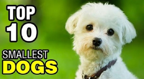 10+ Giống chó thông minh và nhỏ nhất thế giới