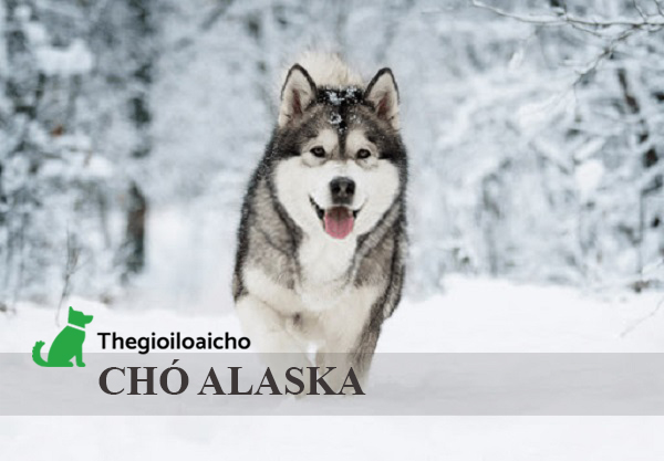 Chó Alaska – Chú cún khổng lồ có trái tim bé bỏng