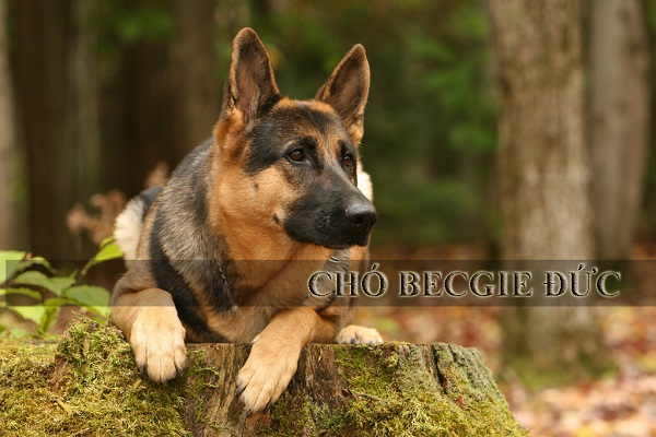 Chó Becgie Đức – Giống chó chăn cừu trung thành bậc nhất