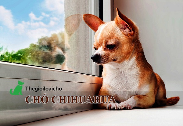 Chó Chihuahua (thuần chủng) – Chú chó cảnh tí hơn siêu đáng yêu
