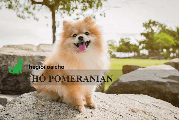 Chó Phốc sóc (Chó Pomeranian) – Cục bông gòn di động đáng yêu