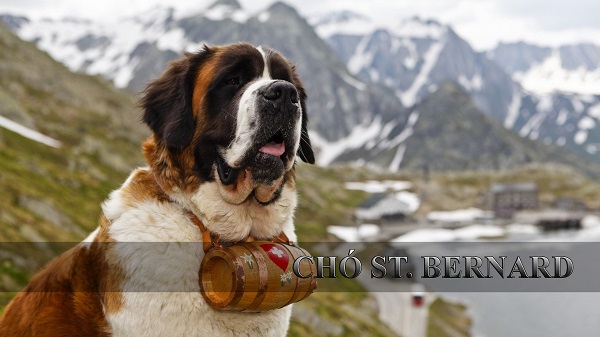 Chó Saint Bernard – Hậu duệ khổng lồ lịch sự của người Thuỵ Sĩ