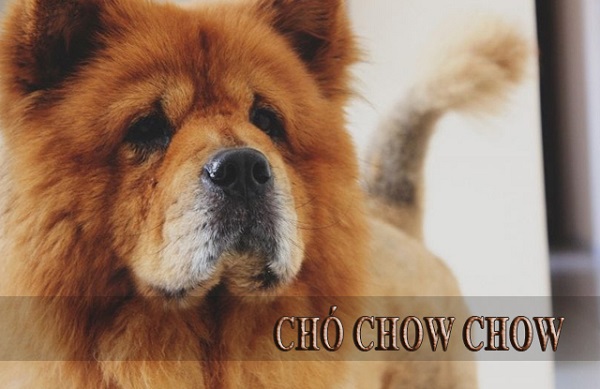Chó Chow Chow – Giống chó cổ thời nhà Đường của Trung Quốc