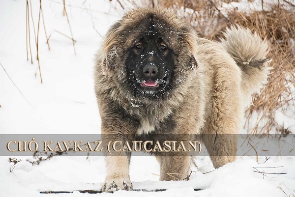 Chó Kavkaz (Caucasus) – Giống chó nghiệp vụ khổng lồ của Xô Viết Một Thời