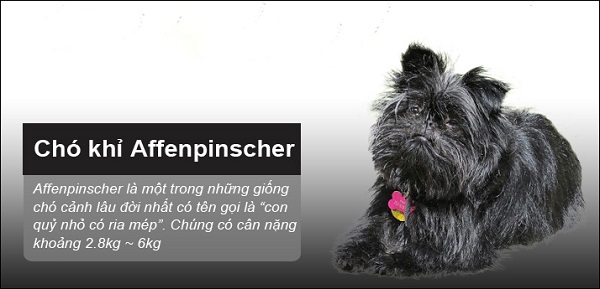 Chó khỉ Affenpinscher – Người bạn thân thiết của các hộ gia đình