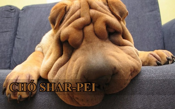 Chó Shar Pei (Sa Bì) – Giống chó Cổ Đại Trung Quốc sở hữu bộ da nhăn nheo