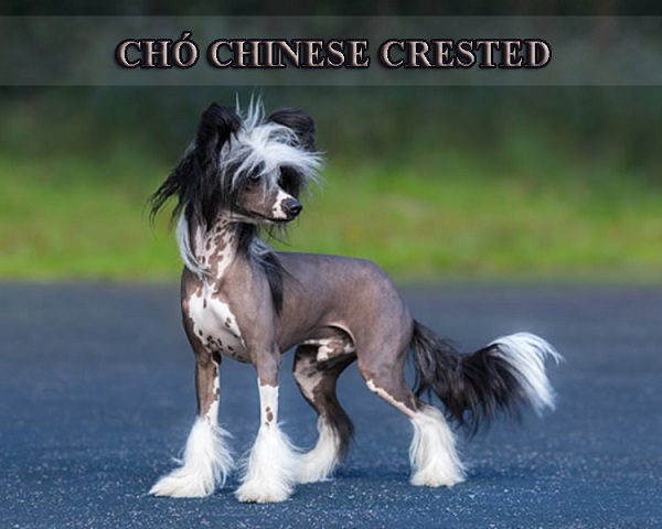 Chó Chinese Crested – Chú khuyển cảnh có mào như một chiến mã