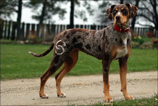 Chó Catahoula Leopard Dog – Giống chó săn có nguồn gốc ở vùng Bắc Mỹ
