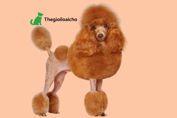 Kiểu tóc sư tử là kiểu tóc nổi tiếng nhất, nổi bật thường sử dụng cho chó Poodle