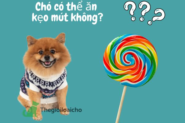 Chó có thể ăn kẹo mút không?