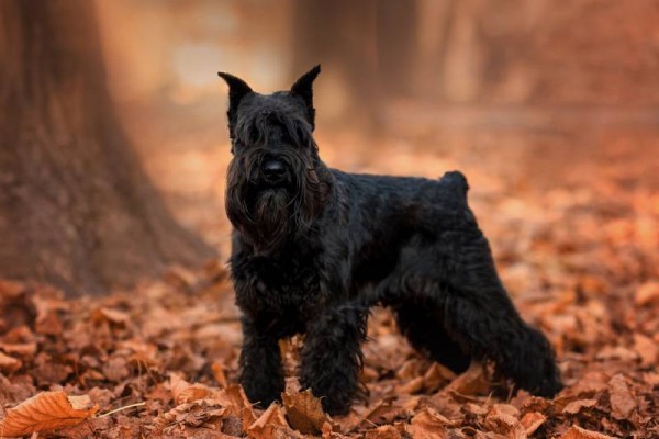 black-miniature-schnauzer-chó-vào-mùa-thu-trong-lá-trong-công-viên