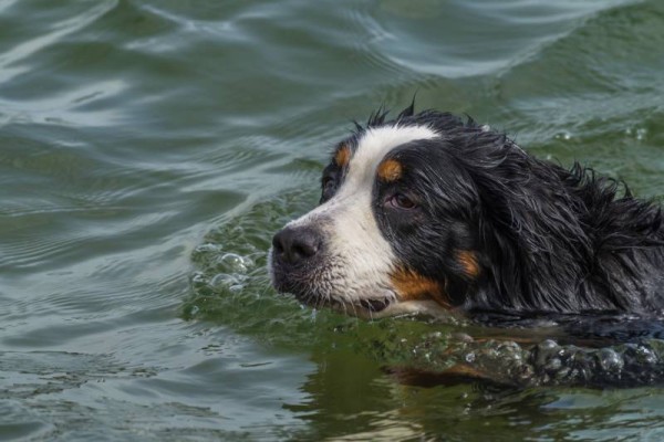 dễ thương-núi-bernese-chó-bơi-trong-hồ-vào-mùa-hè-nóng