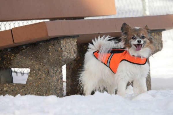 happy-small-dog-in-coyote-vest