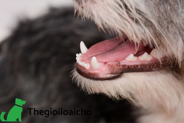 Nguyên nhân khiến răng chó bị lung lay