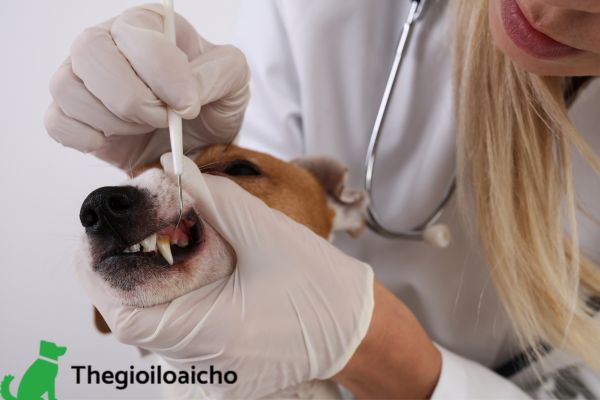 Kiểm tra răng cho chó
